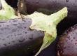 Aubergine and Chilli Pepper Salad