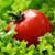Ezme: Spicy Tomato Salad