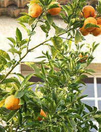 Mandarin Orange Vinaigrette Salad