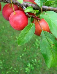 Red Plum Vinaigrette