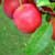 Red Plum Vinaigrette